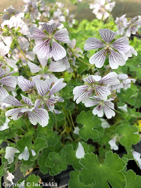 Geranium renardii, nyppykurjenpolvi